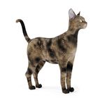 动物  猫