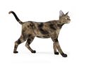 动物  猫