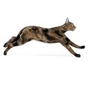 动物  猫