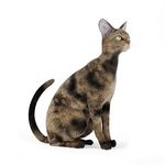 动物  猫