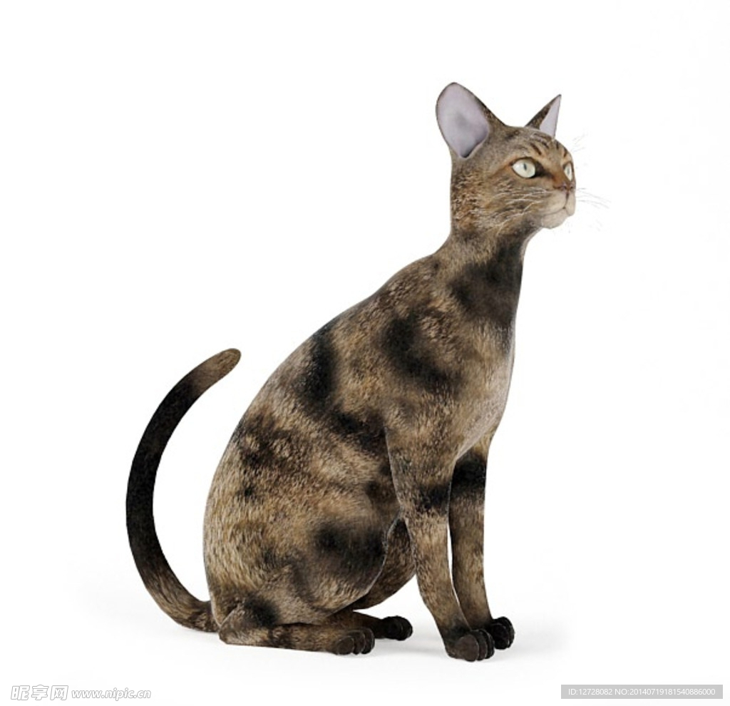 动物  猫
