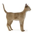 动物  猫
