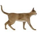 动物  猫