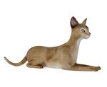 动物  猫