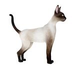 动物  猫