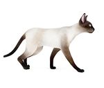 动物  猫