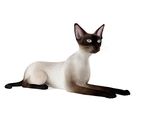 动物  猫