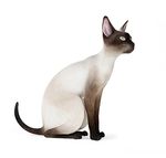 动物  猫