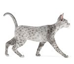 动物  猫
