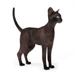 动物  猫