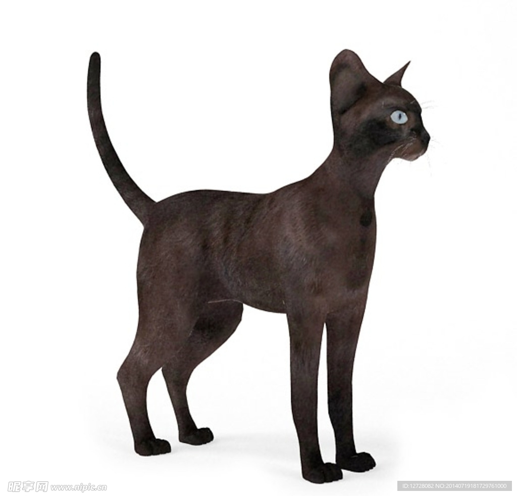 动物  猫