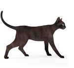 动物  猫