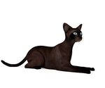 动物  猫