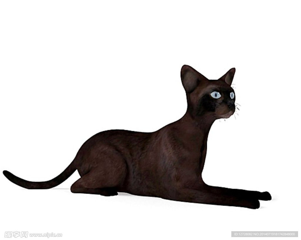 动物  猫