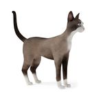 动物  猫