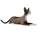 动物  猫
