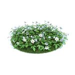花模型  植物模型