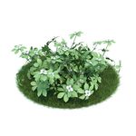 花模型  植物模型