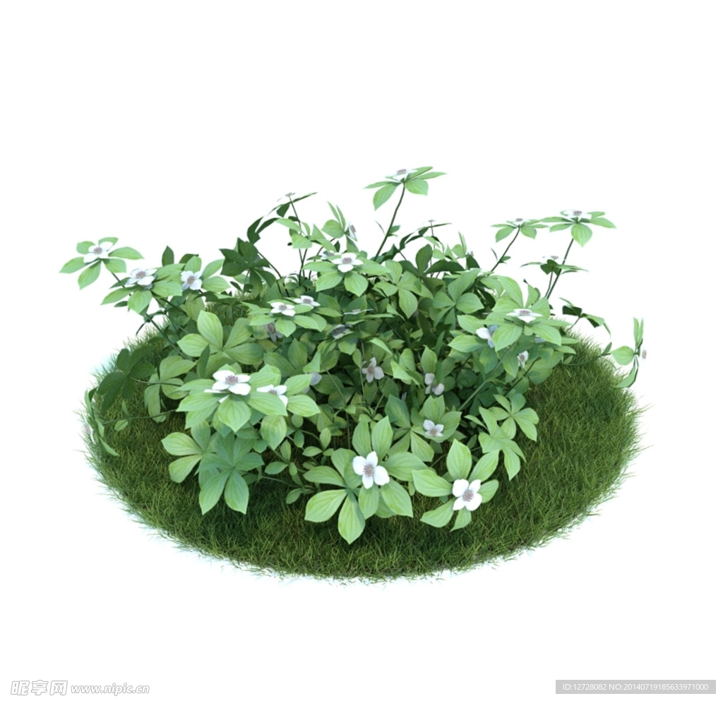 花模型  植物模型