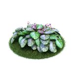 花模型  植物模型