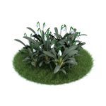 花模型     植物模型