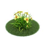 花模型  植物模型