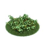 花模型  植物模型