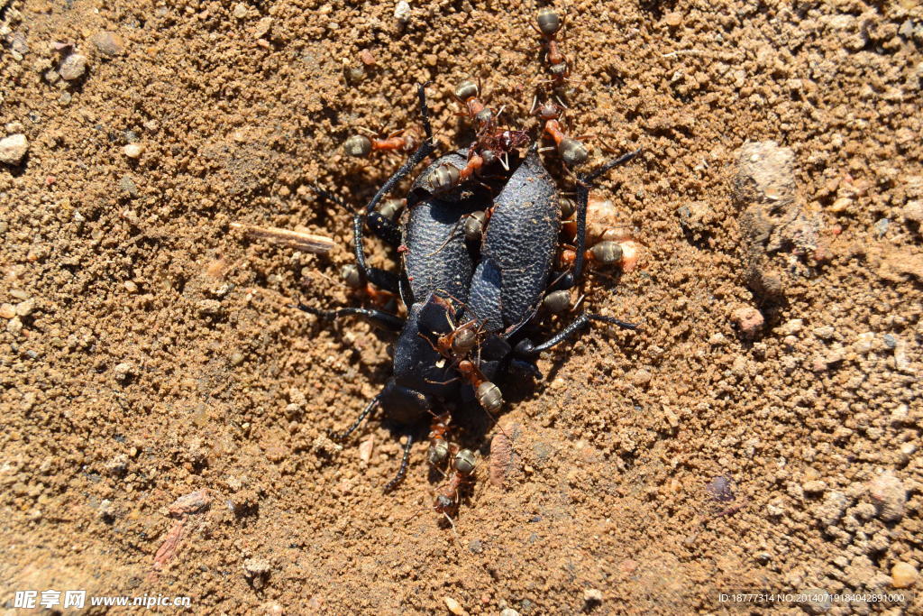 进食的蚂蚁