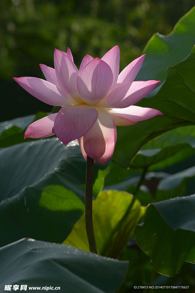 荷花