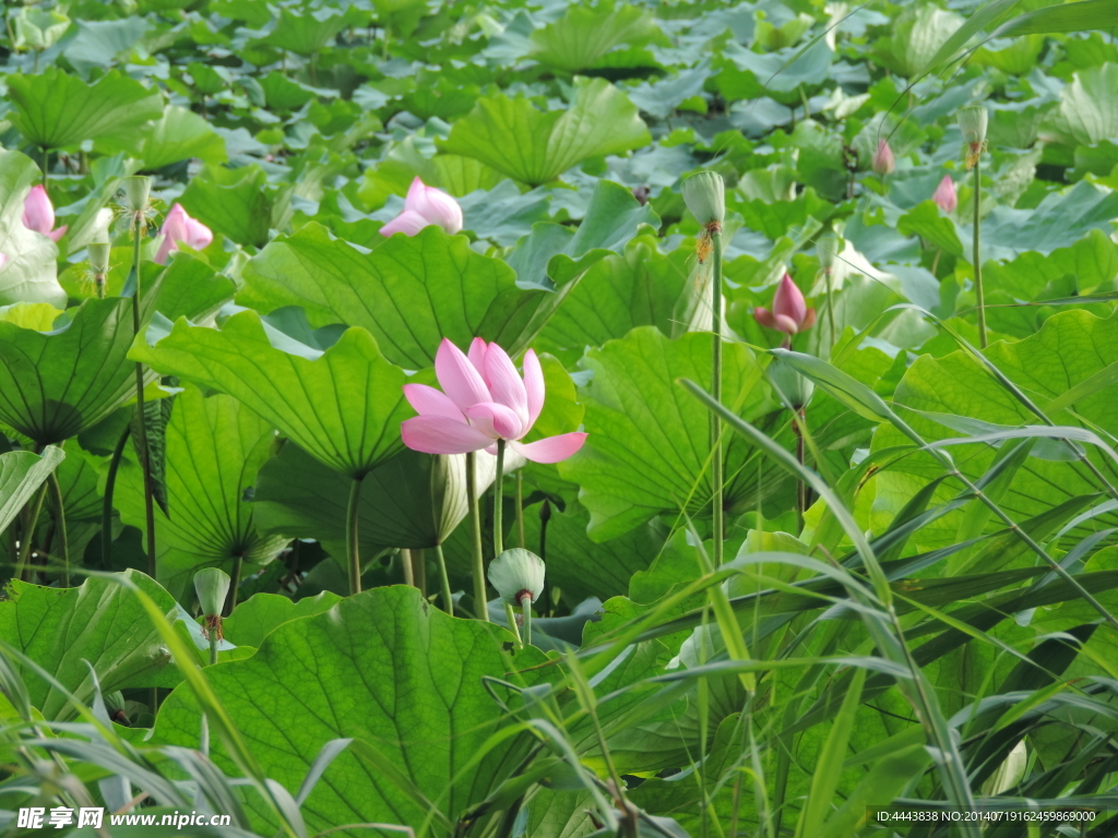 莲花