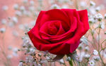 伊拉克国花红玫瑰