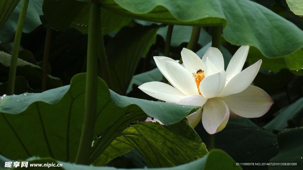 夏荷