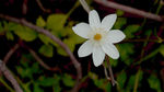 小百花
