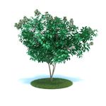 花模型  植物模型