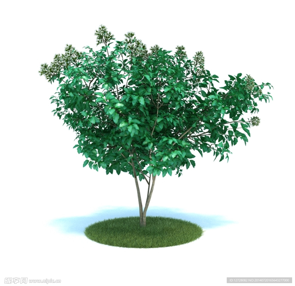 花模型  植物模型