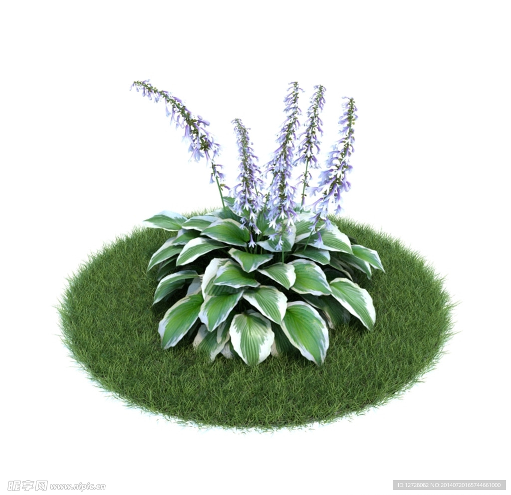 花模型  植物模型