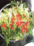 鲜椒苦菊      美味佳
