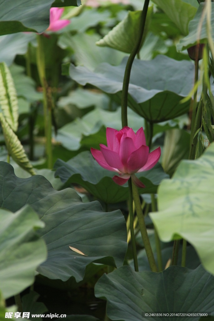 荷花