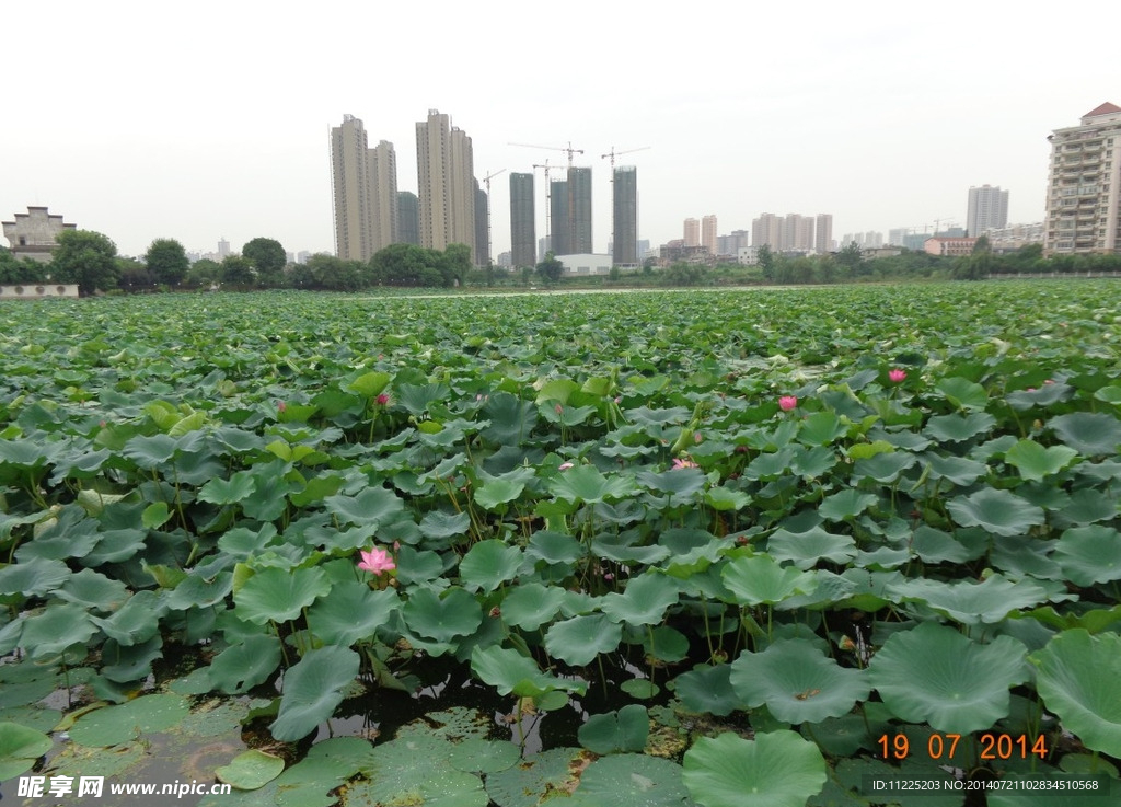 莲花池