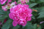芍药花