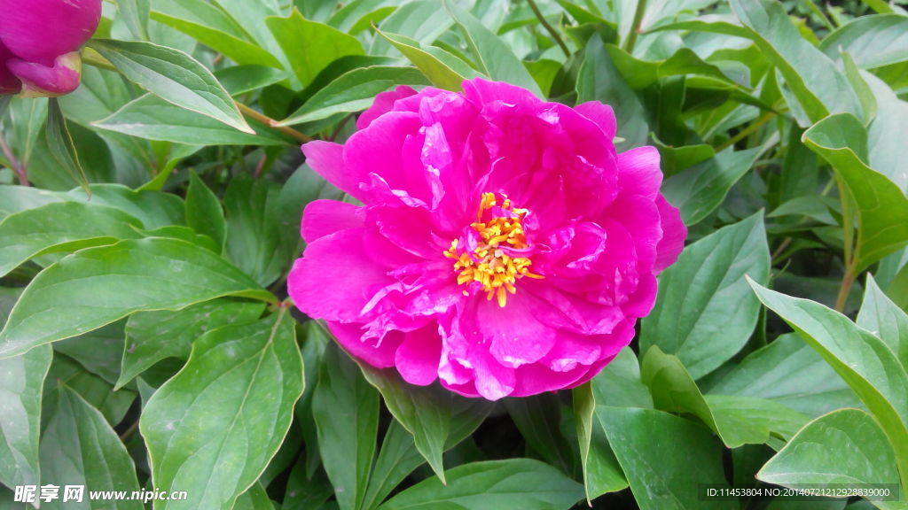 芍药花