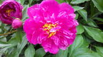 芍药花