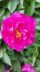 芍药花