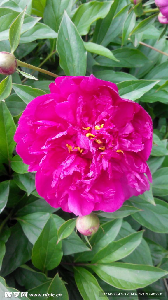 芍药花