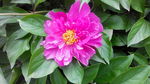 芍药花