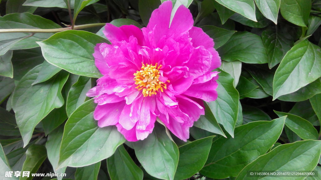芍药花