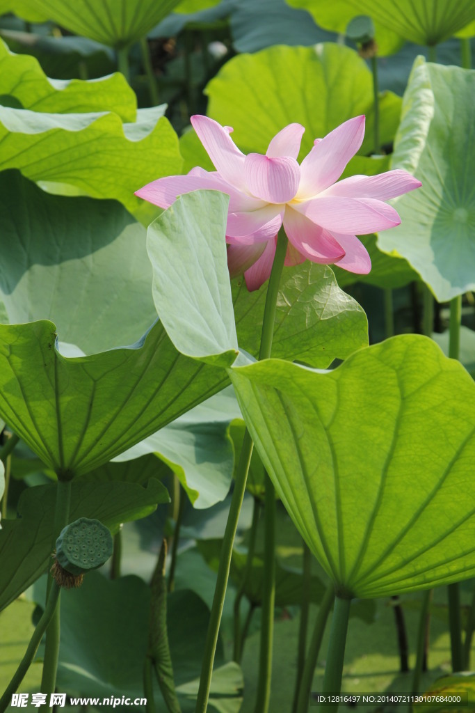 荷花