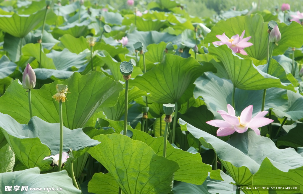 荷花