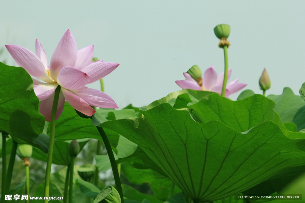 荷花