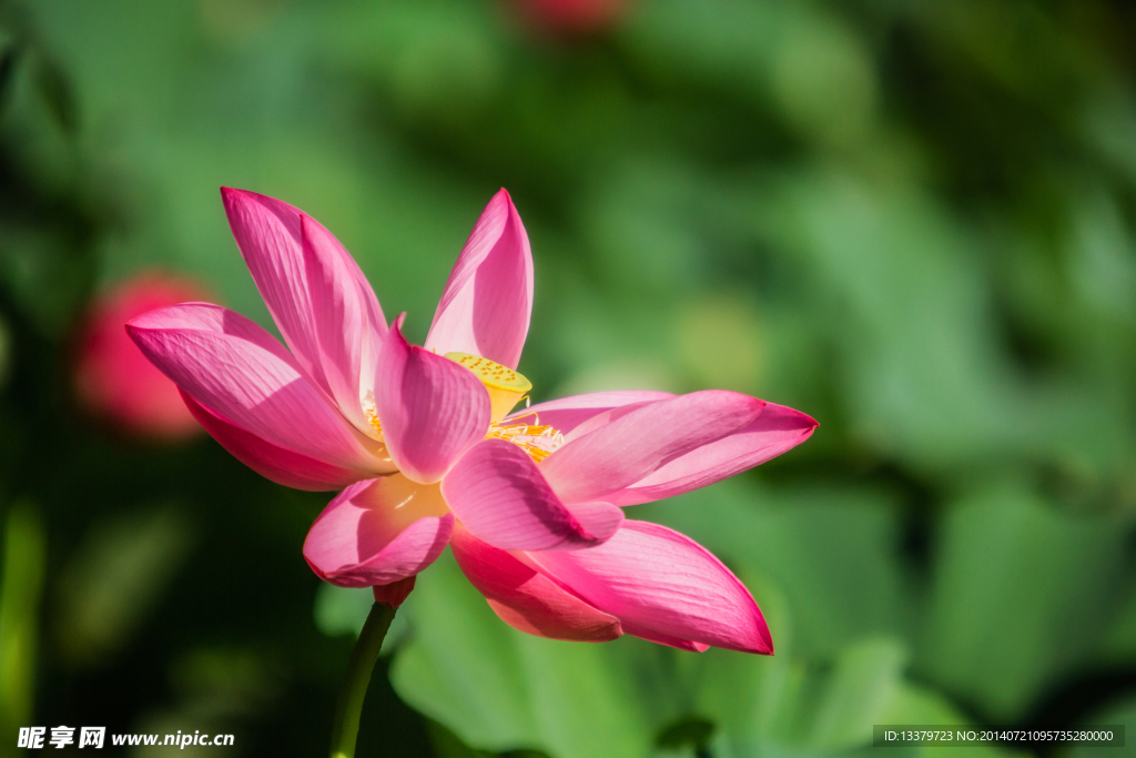 荷花
